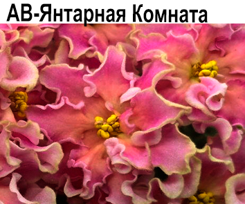 АВ-Янтарная Комната