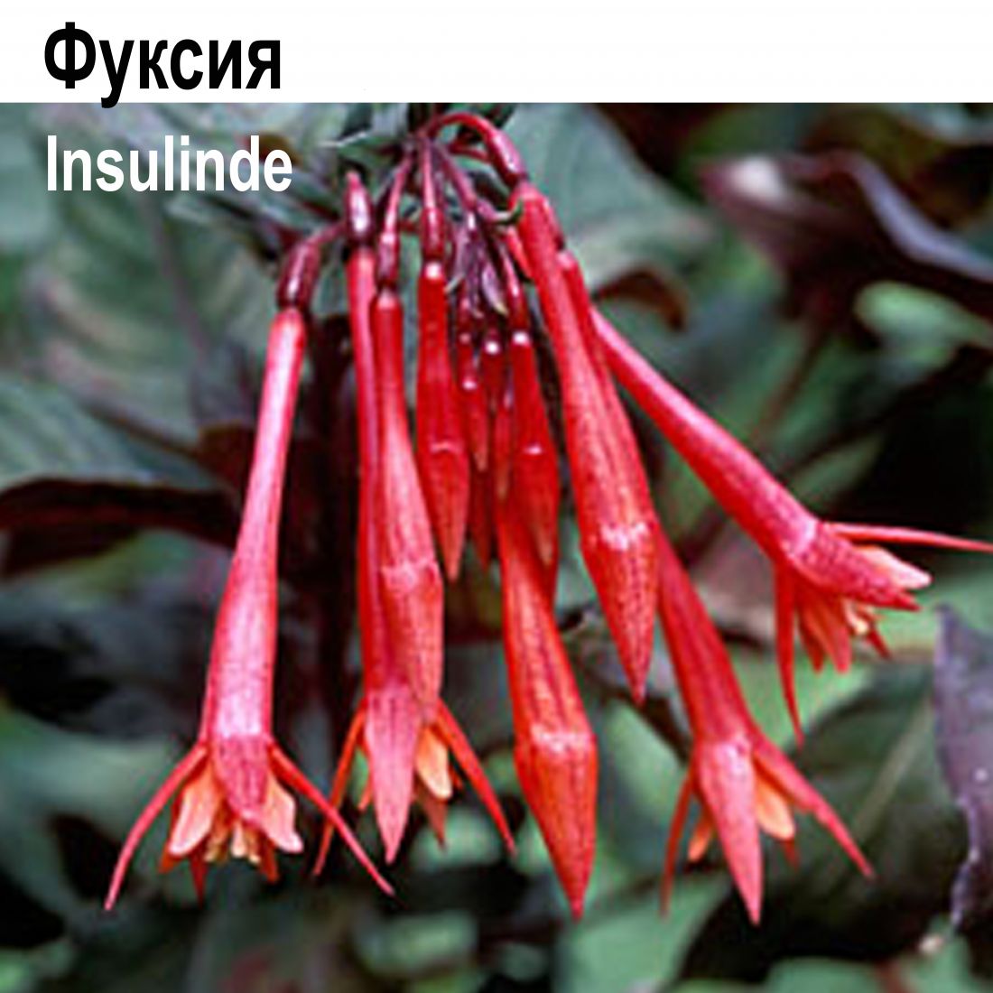Фуксия Insulinde куст НОВИНКА КАТАЛОГА