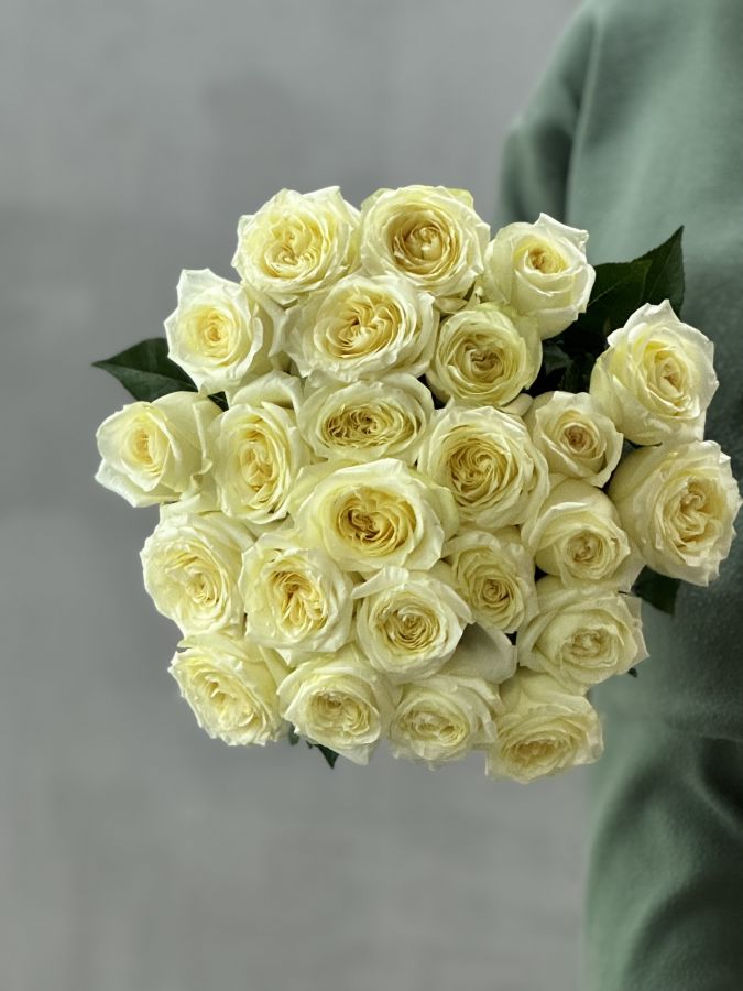 Роза Кендилайт