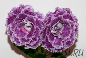 ЕН-Цветущий Оазис (сел.Е.Николаева) Новинка 2026!