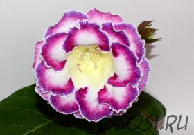 ЕН-Радужный Водопад (сел.Е.Николаева) Новинка 2026!