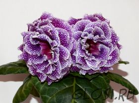 ЕН-Балтимор (сел.Е.Николаева) Новинка 2026!