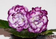 ЕН-Поющий Океан (сел.Е.Николаева) Новинка 2025!