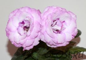 ЕН-Ультрафиолет (сел.Е.Николаева) Новинка 2025!