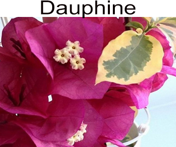 Бугенвиллия Dauphine variegata