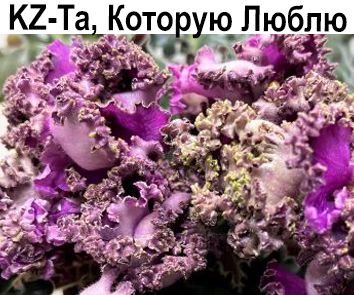 KZ-Та, Которую Люблю (Заикина)