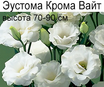 Эустома Крома Вайт (70-90см)