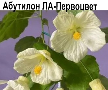 Абутилон ЛА-Первоцвет