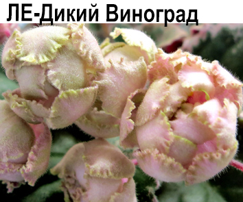 ЛЕ-Дикий Виноград (Лебецкая)