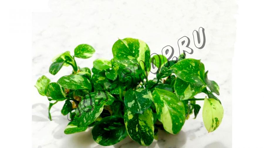 Анубиас sp. "Панда" (Anubias sp. "Panda")