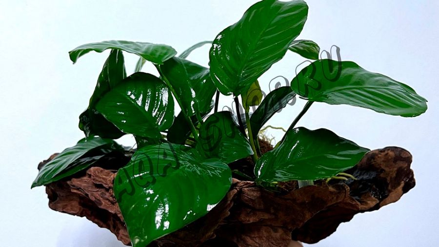 Анубиас бартера широколистный (Anubias var. barteri«Broad leaf»)