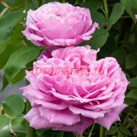 Викс Каприс (Vick's Caprice)