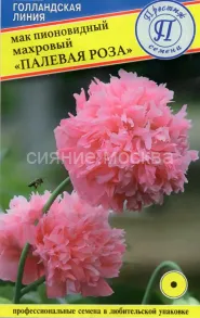 Мак пионовидный махровый Палевая Роза (Престиж)