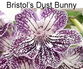 Bristol's Dust Bunny