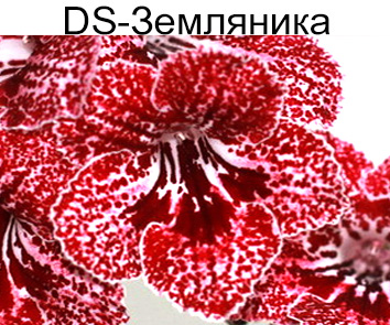 DS-Земляника (Диметрис)