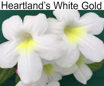 Heartland's White Gold