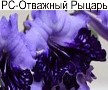 РС-Отважный Рыцарь