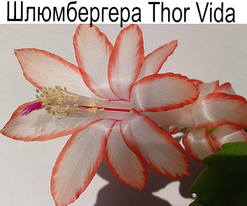 Шлюмбергера  Thor Vida