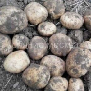 Картофель Сынок , миниклубни, 0,5 кг