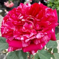 Берта Моризо (Berthe Morisot)