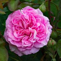 Гертруда Джекилл (Gertrude Jekyll)