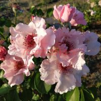 Жардан де Парадиз (Jardiniers Du Paradis)