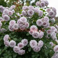 Инносенс ин Карамель (Innocencia in Caramel)