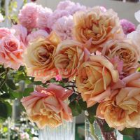 Калипсо (Calypso)