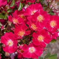 Кандиа Мейандекор (Candia Meillandecor)