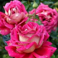 Кроненбург (Kronenbourg)