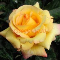 Катрин Лаборд (Catherine Laborde)