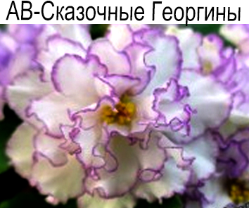 АВ-Сказочные Георгины