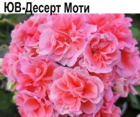 ЮВ-Десерт Моти