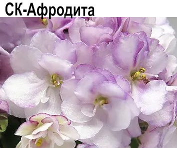 СК-Афродита (Кузнецов)