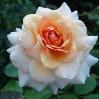 Маржолен (Marjolaine)