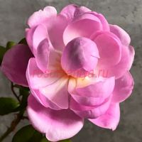 Момока  (Momoka)