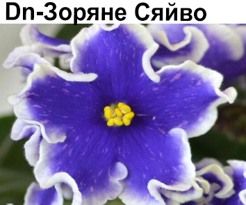 Dn-Зоряне Сяйво (Денисенко)