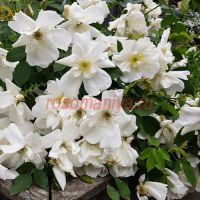 Морден Сноубьюти (Morden Snowbeauty)