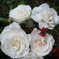 Низо Фумагалли (Niso Fumagalli)