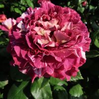 Рэйчел (Rachael’s)