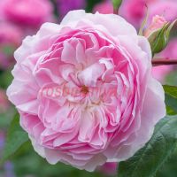 Сайлас Марнер (Silas Marner)