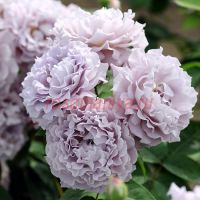 Сейрю (Seiryuu)