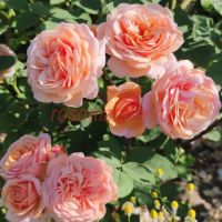 Чарльз Остин (Charles Austin)