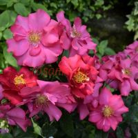 Чой де Монтоливет (Choeur de Montolivet)