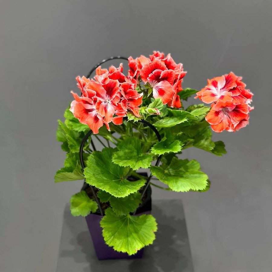 Пеларгония коралловая в сумочке