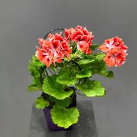 Пеларгония коралловая в сумочке