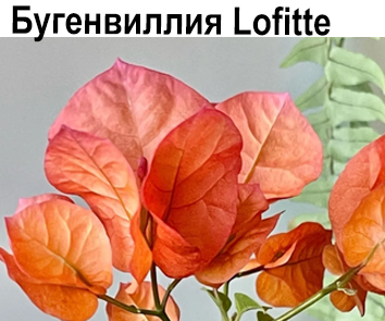 Бугенвиллия Lofitte