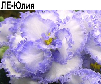 ЛЕ-Юлия (Лебецкая)