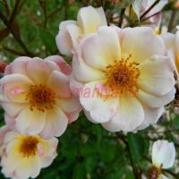 Рок'н'роуз (Rock 'n' rose)