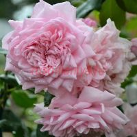 Свит Лагуна (Sweet Laguna)